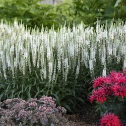 Вероника длиннолистная Мелани Уайт С2 Закупка М39 июнь 2026