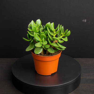 Суккулент из рода Крассула (Crassula)