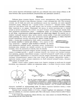 Атлас бабочек Европы и отчасти русско-азиатских владений | Э. Гофман