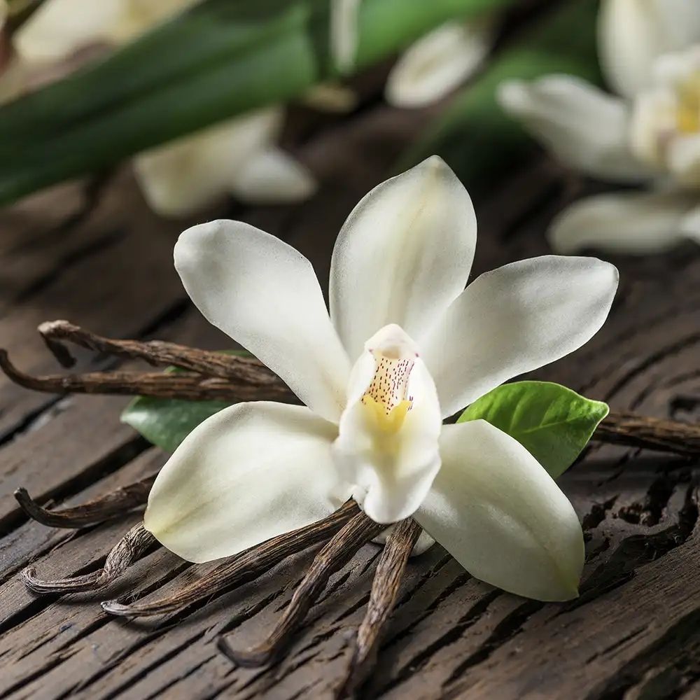 Ванильная орхидея (Vanilla Orchid)