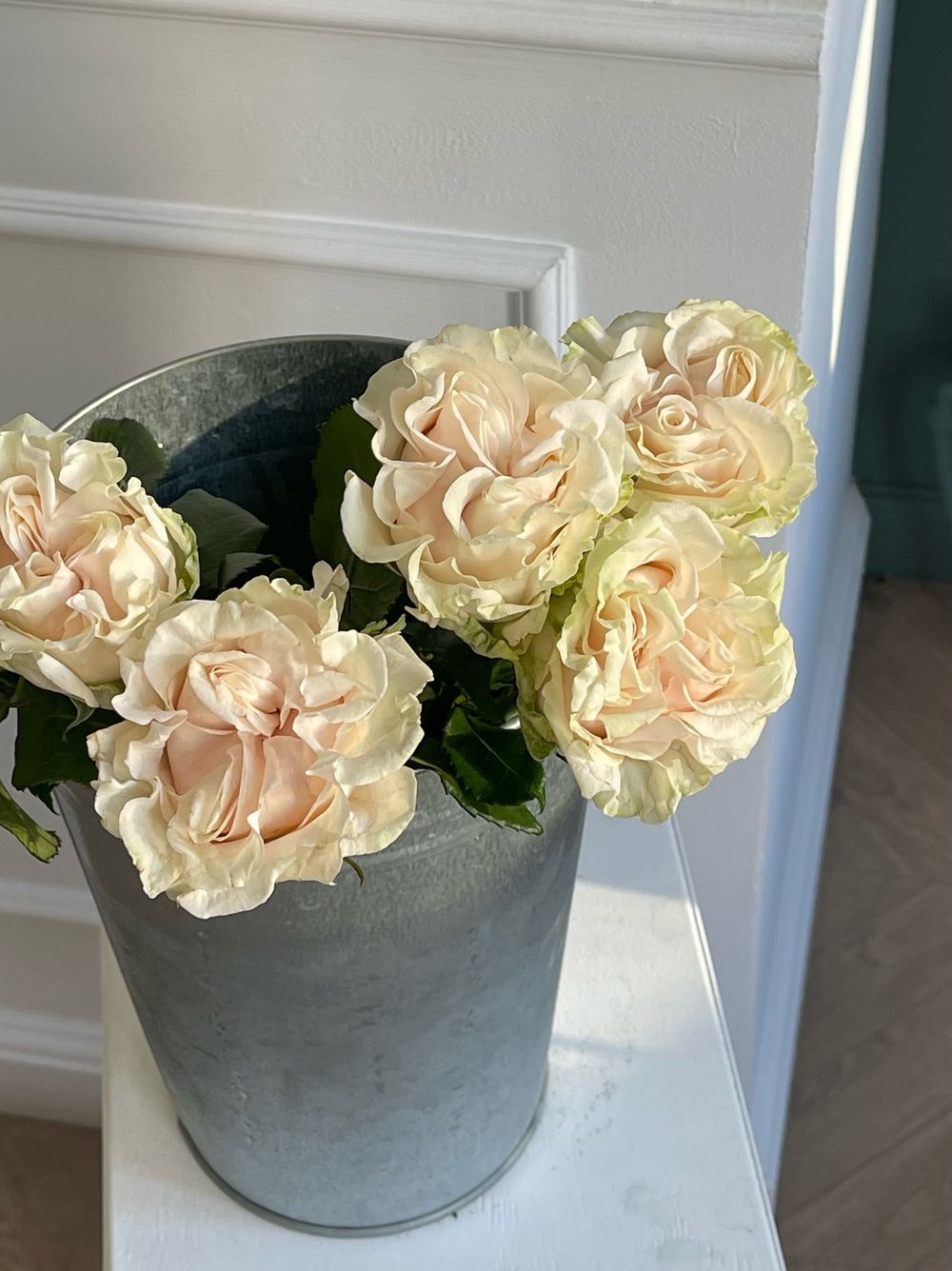 Роза кудрявая нежная одноголовая