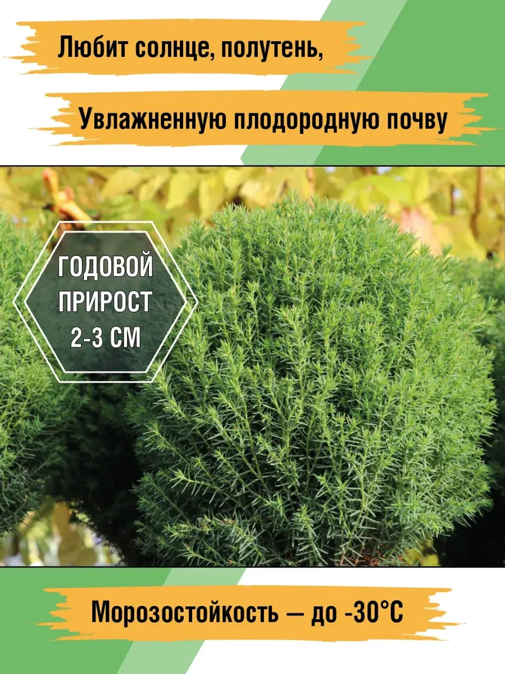 Саженец Туя западная Тедди