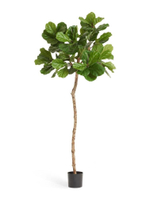 Фикус Лирата ШТАМБ