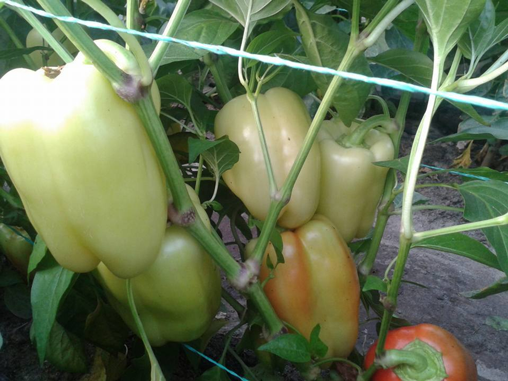 Перец Ведрана F1 (50шт) Витагрин Профи