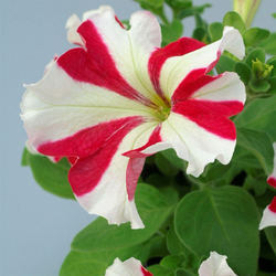 Петуния грандифлора Танго Ред Стар (1000др) Витагрин Профи