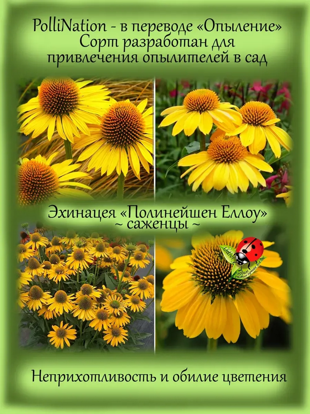 Эхинацея Полинейшен Еллоу многолетник