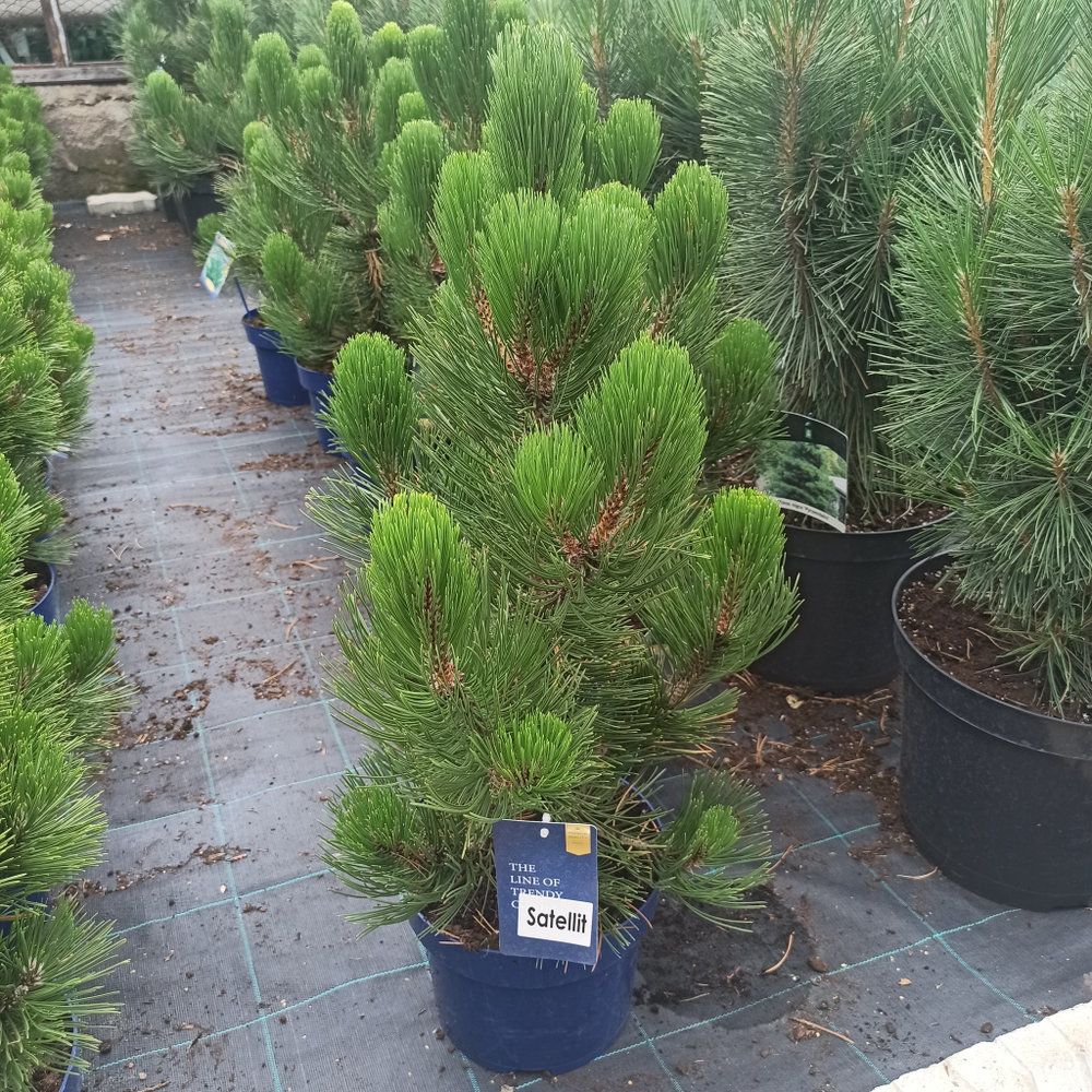 Сосна "Heldreichii Satellit"
