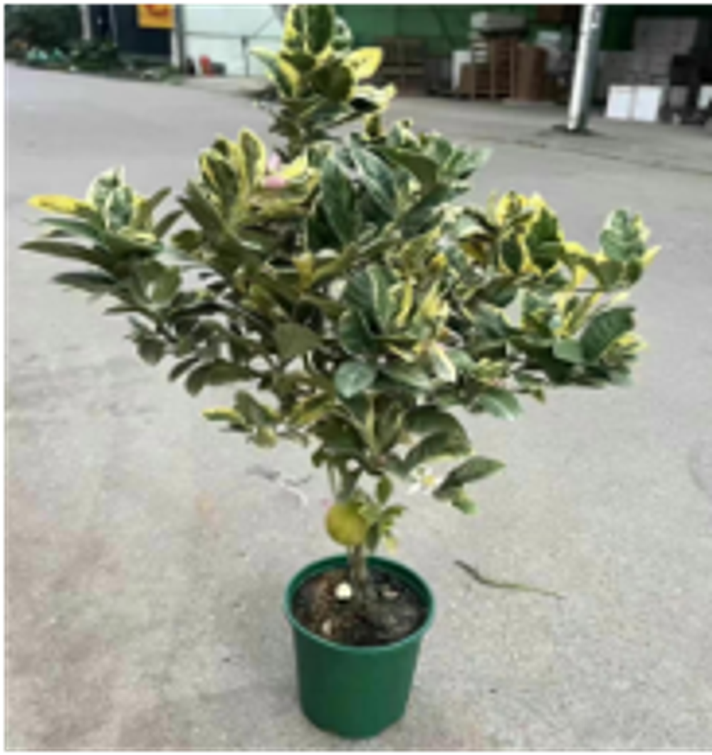 Лимонное дерево Variegated д.18