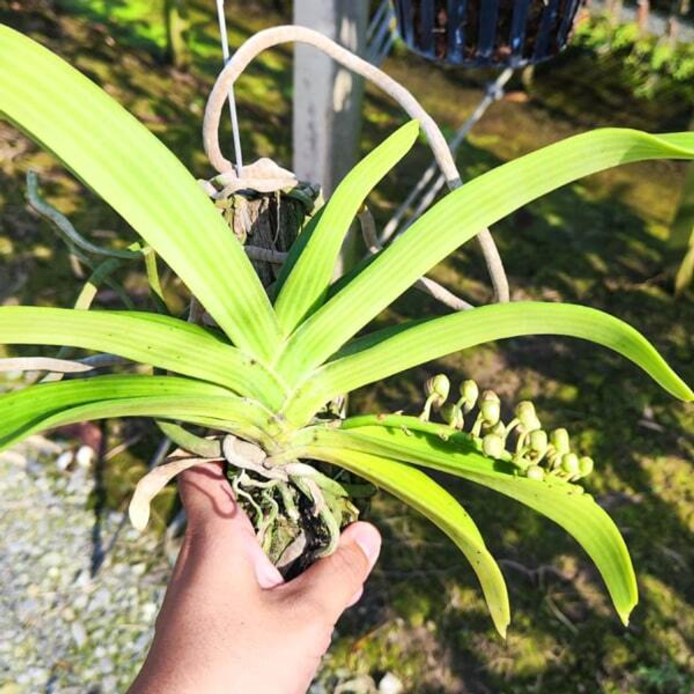 Орхидея RHYNCOSTYLIS GIGANTEA микс