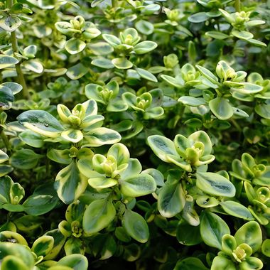 5505 Тимьян лимоннопахнущий Summerdreams Lemon Green (Весна 2026)