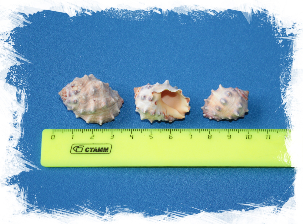 Друпа Стравберри размер