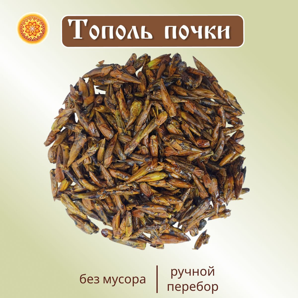 Тополь черный почки.