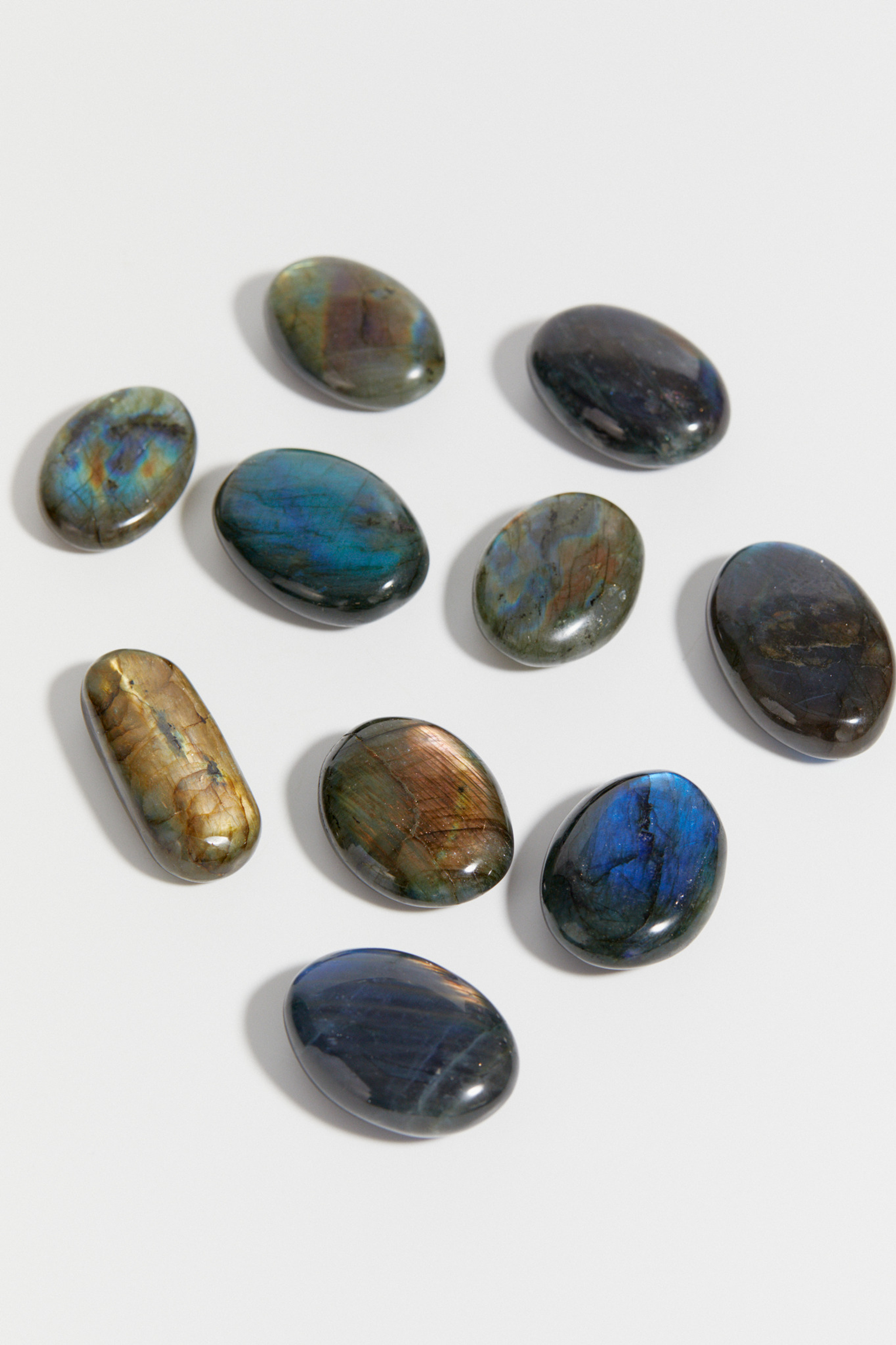 Лабрадор палмстоун S