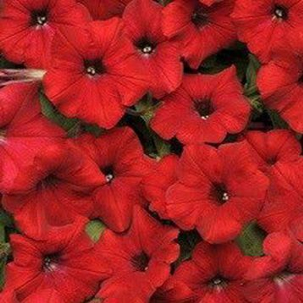 Петуния Ламбада бургунди