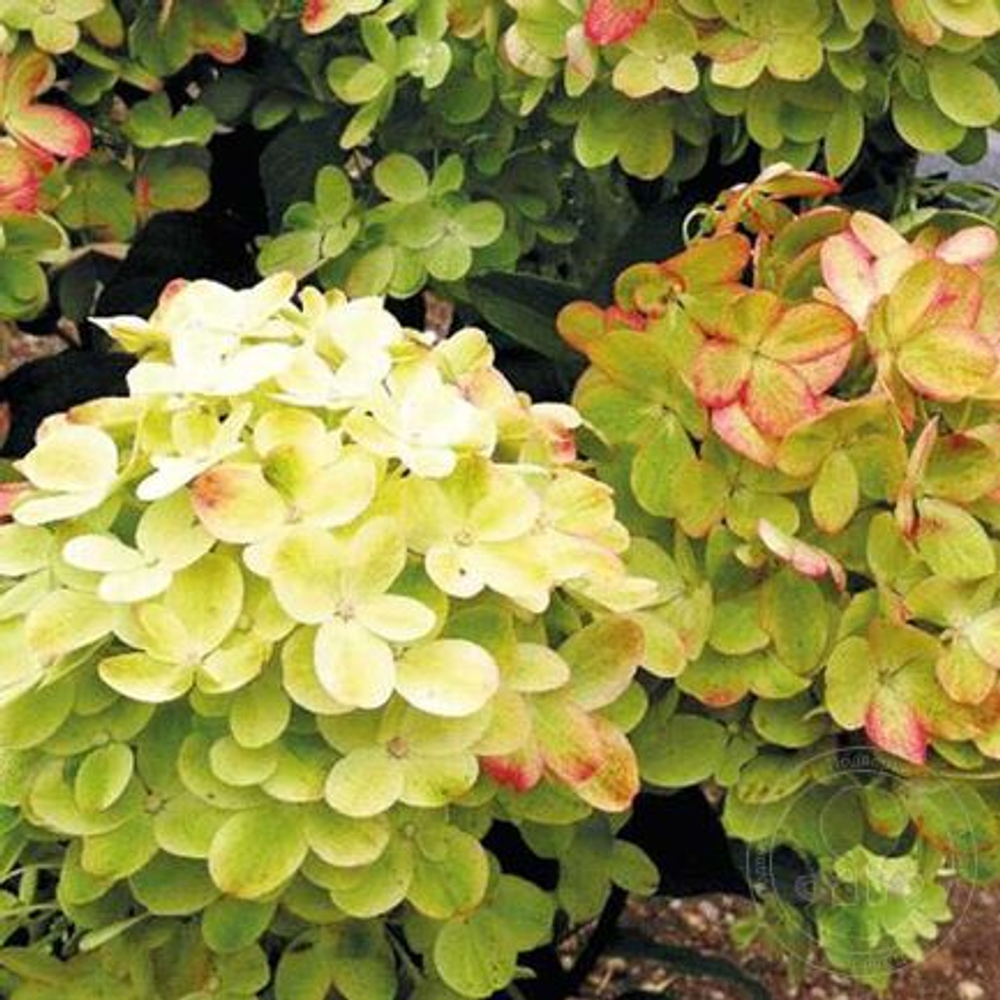 Граффити (Hydrangea paniculata Graffiti)