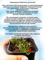 Молодило известковое Пестрый ковер каменная роза многолетник