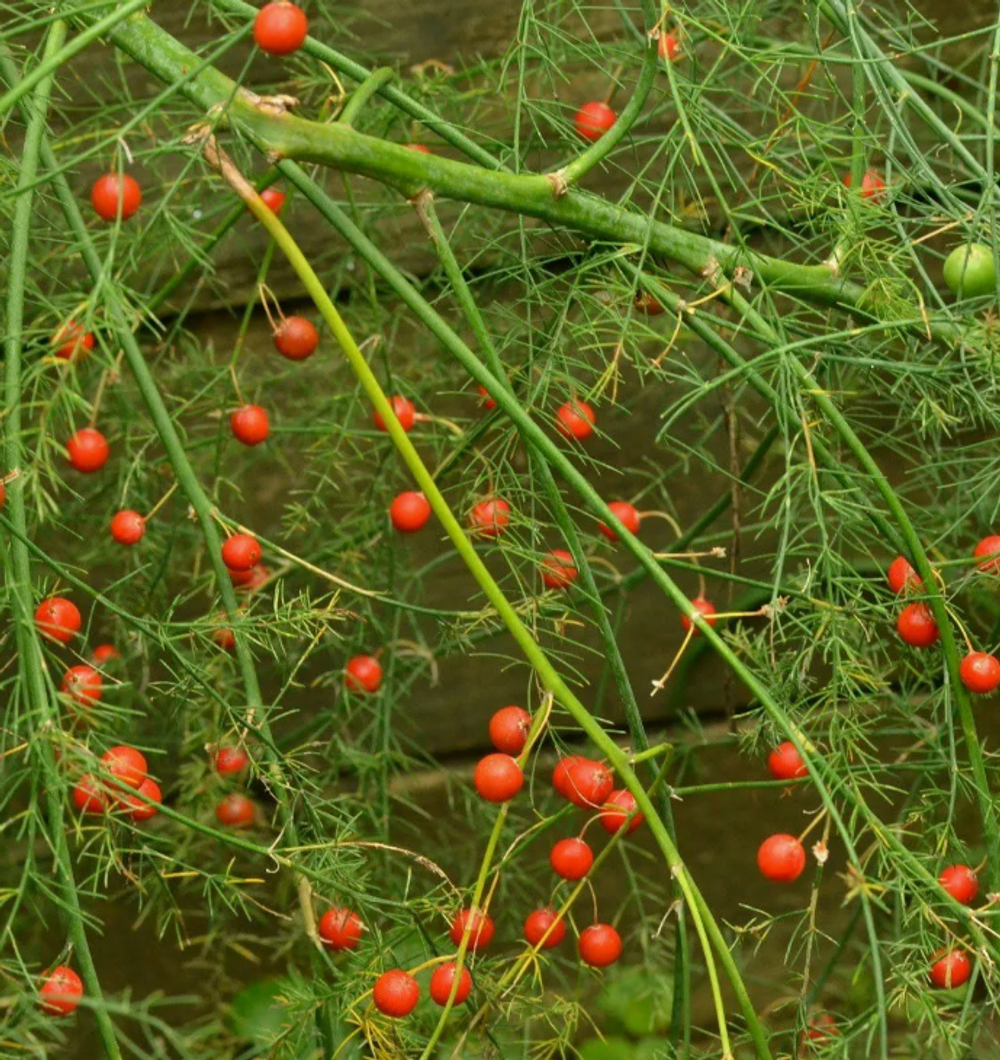 Спаржа Аспарагус в контейнере 1л май