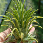 Тилландсия ionantha Stricta Christmas L
