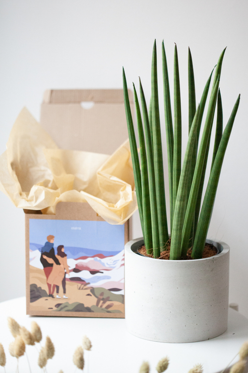 Сансевиерия цилиндрика в бетонном цилиндре