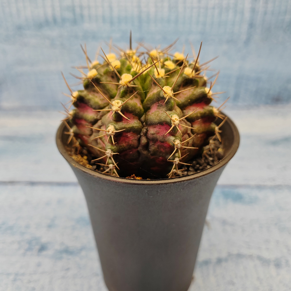 Gymnocalycium T-Rex Pink hybride (Гимнокалициум T-rex)