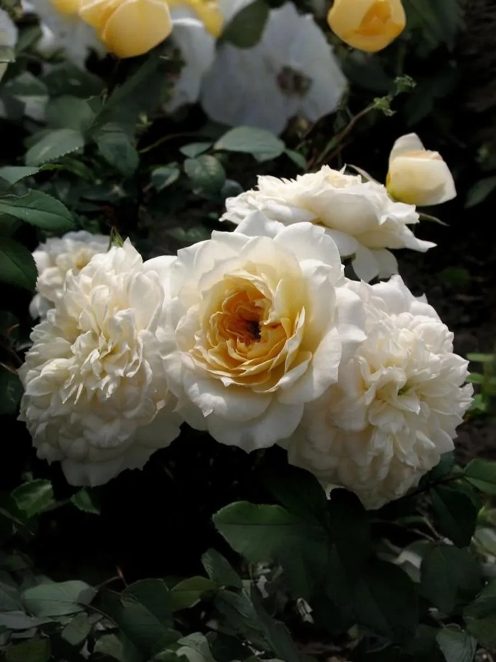 Роза шраб Марк-Антуан Шарпантье