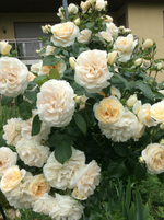 Роза Лионс Роуз (Флорибунда)