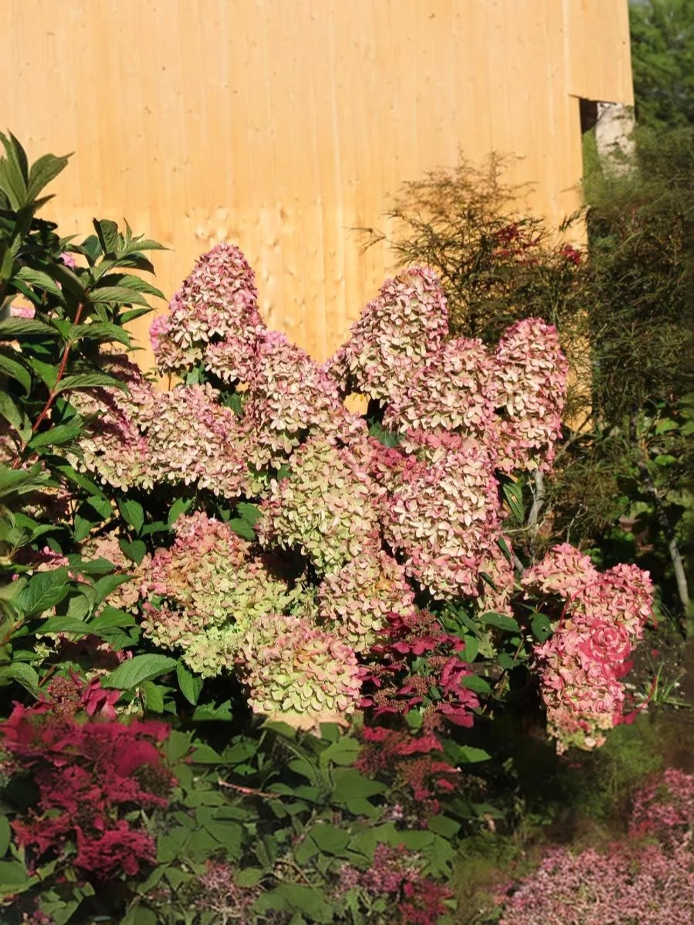 Гортензия метельчатая Мэджикал Кэндл