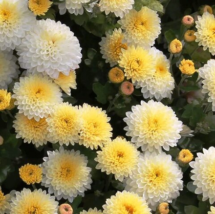 Хризантема корейская Эленн