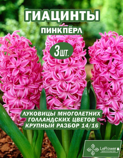 Гиацинт Луковицы цветов Пинк перл, 3шт