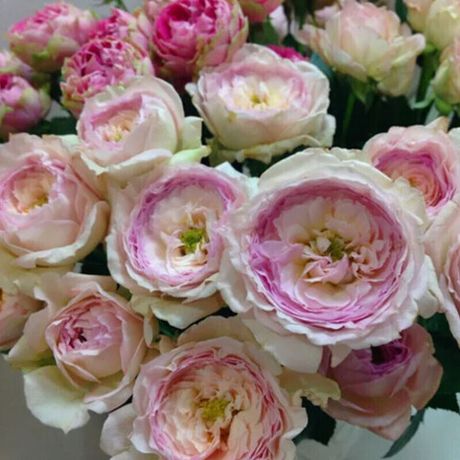 Май Бьюти (My Beauty)