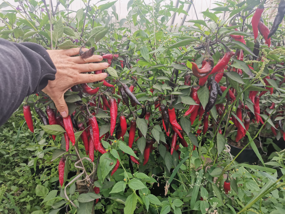 Сладкий Фиолетовый Японский Чили Перец Мурасаки Тогараши Ямато - 紫とうがらし