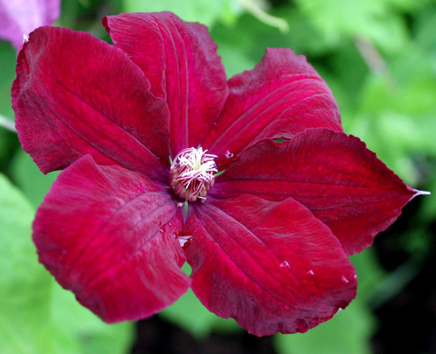 Клематис крупноцветковый Руж Кардинал