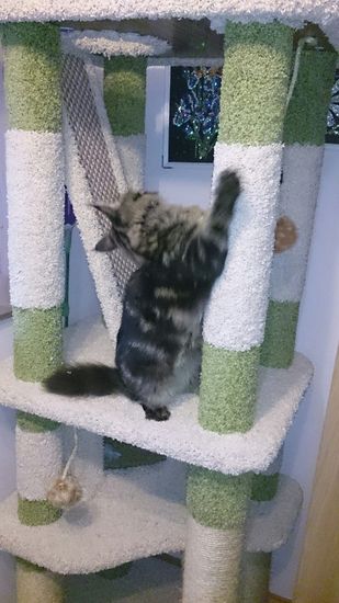 Игровой комплекс для кошки М-16