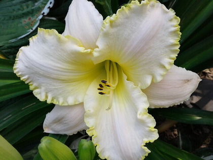 Лилейник гибридный Близард Бэй