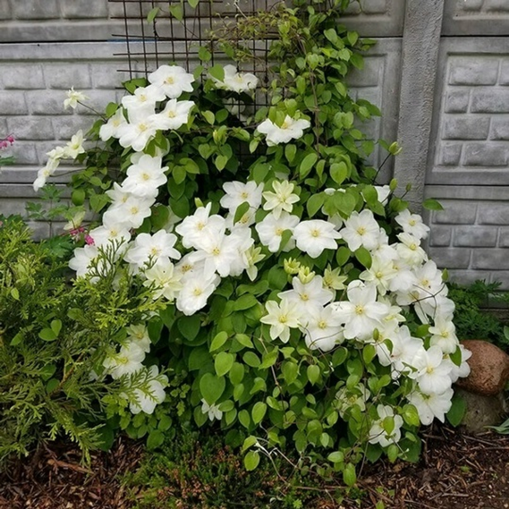 Клематис Guernsey Cream (2 группа обрезки)