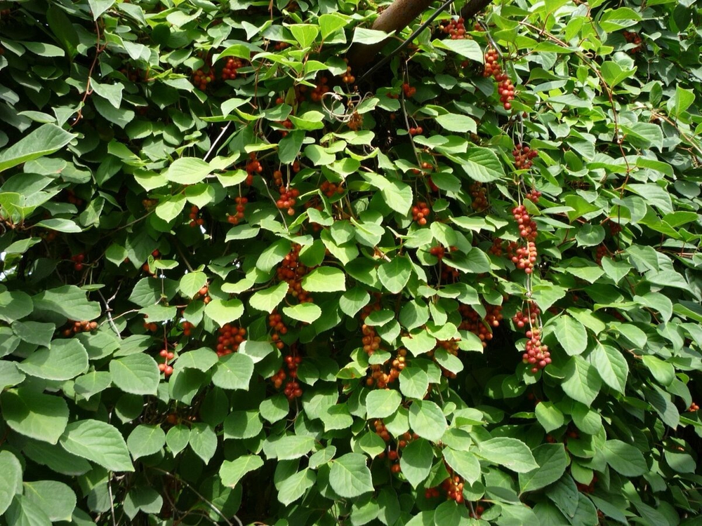 Лимонник китайский