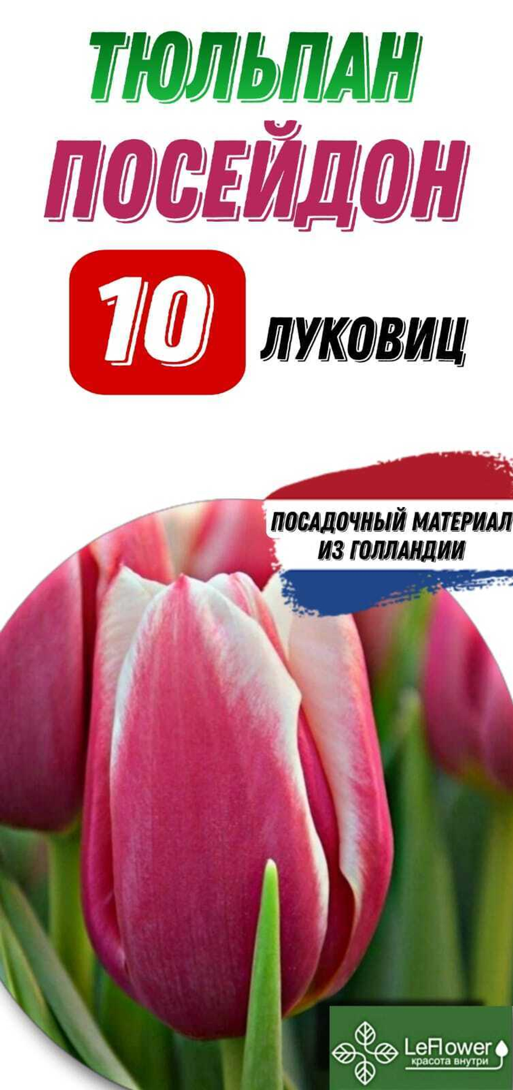 Тюльпан Луковица, Посейдон, 10шт