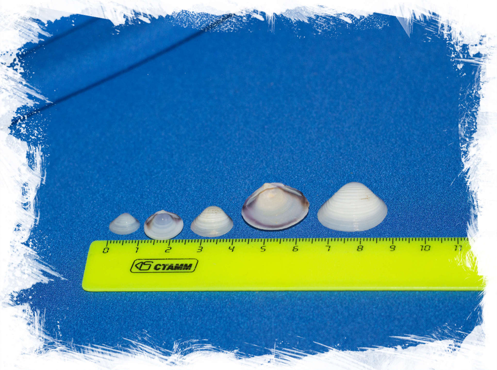 Ракушки venerulis clam размер