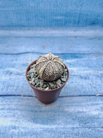 Astrophytum Asterias "Super Kabuto" (Астрофитум)