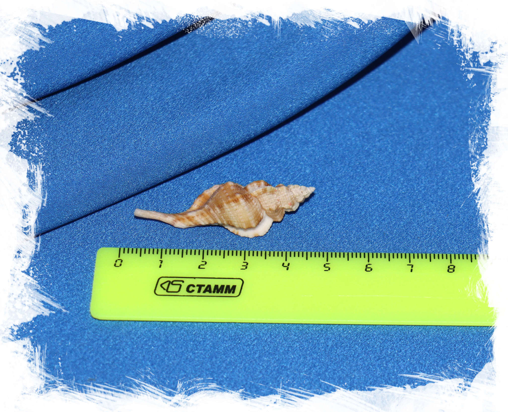 Циматиум тенилиратум (Cymatium tenuiliratum) размер