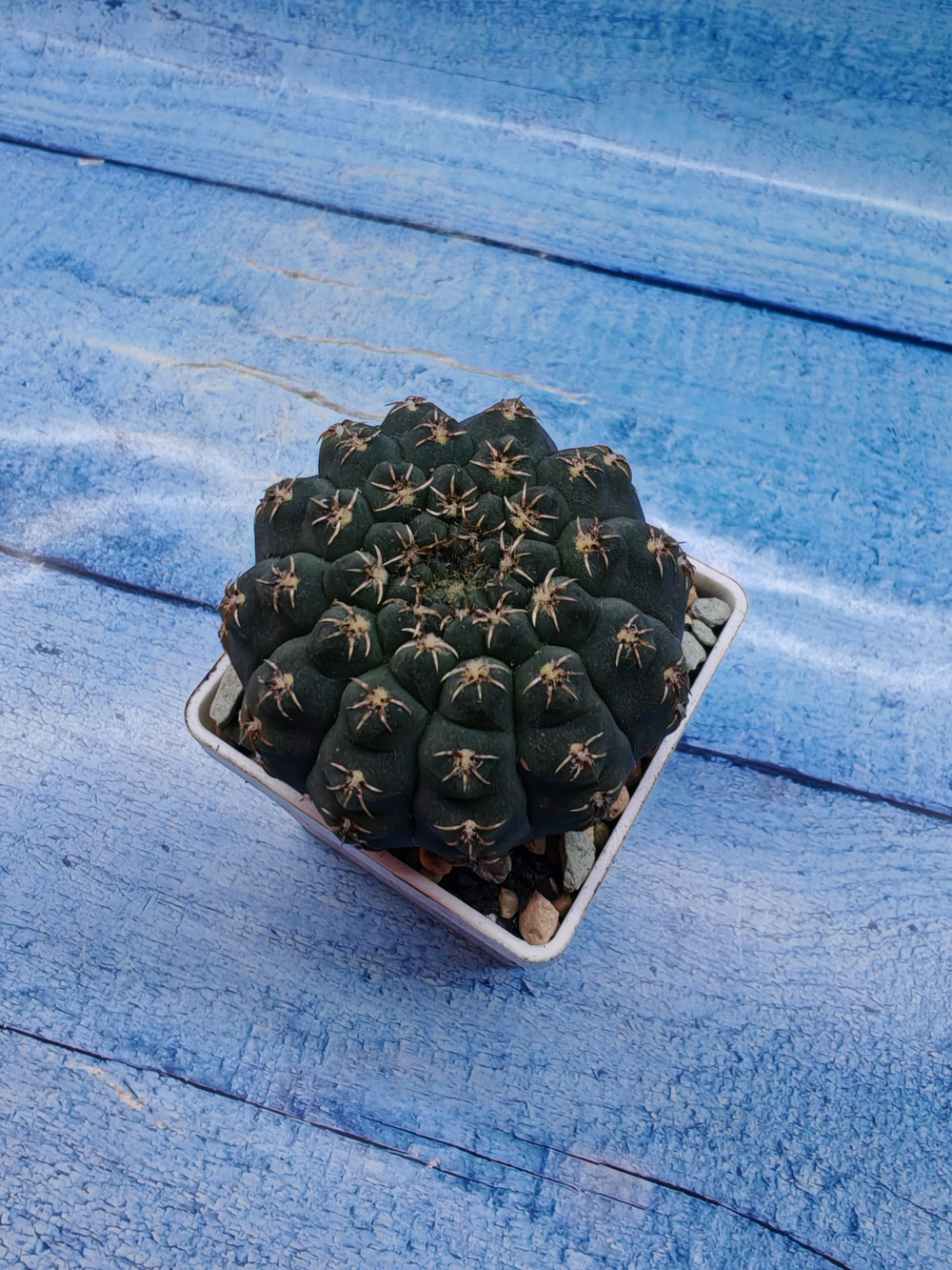 Gymnocalycium Quehlianum (Гимнокалициум)