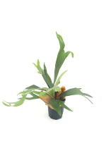 Платицериум