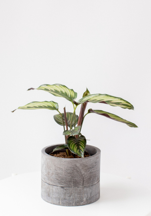 Калатея Бьюти Стар