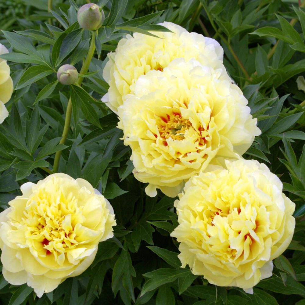 Пион Бартазелла 3-5 почки Закупка М81 октябрь 2026