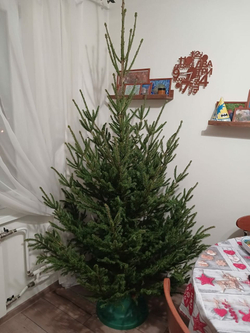 Ель премиум до 1,5 м