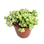 Седум (очиток) подвесной