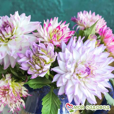 Георгин Крэйзи Лав (1 шт) Волжский Сад