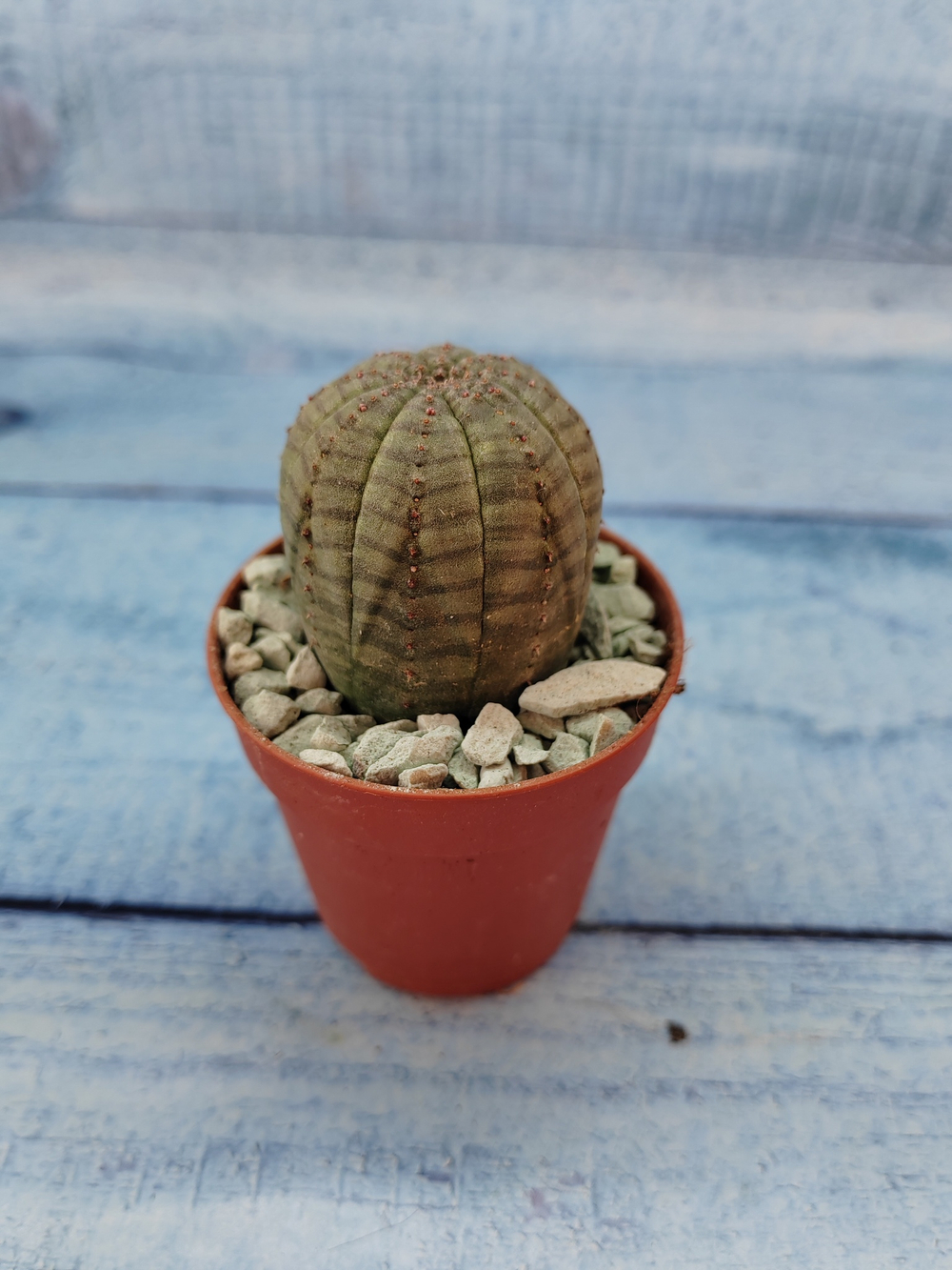 Euphoria Obesa (Эуфорбия)
