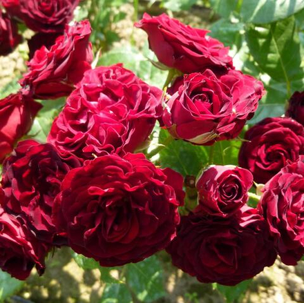 Роза Ред Сенсейшен (миниатюрная) красная