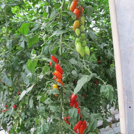 Брамос F1 семена томата индетерминантного (Гавриш) – фото 3